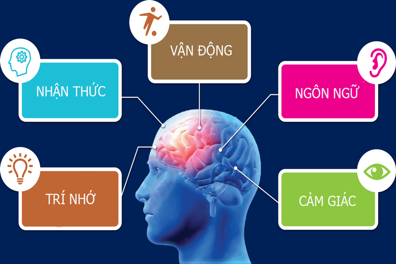 Sử dụng yến chưng giúp bổ não, tăng cường trí thông minh và an thần (Ảnh sưu tầm)