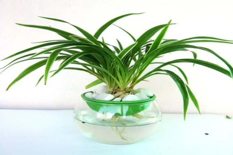 cách khử mùi ẩm mốc trong phòng