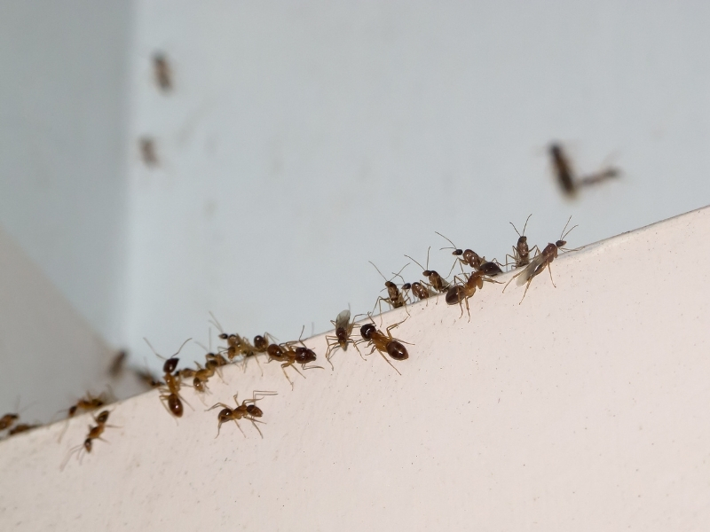 cách đuổi kiến