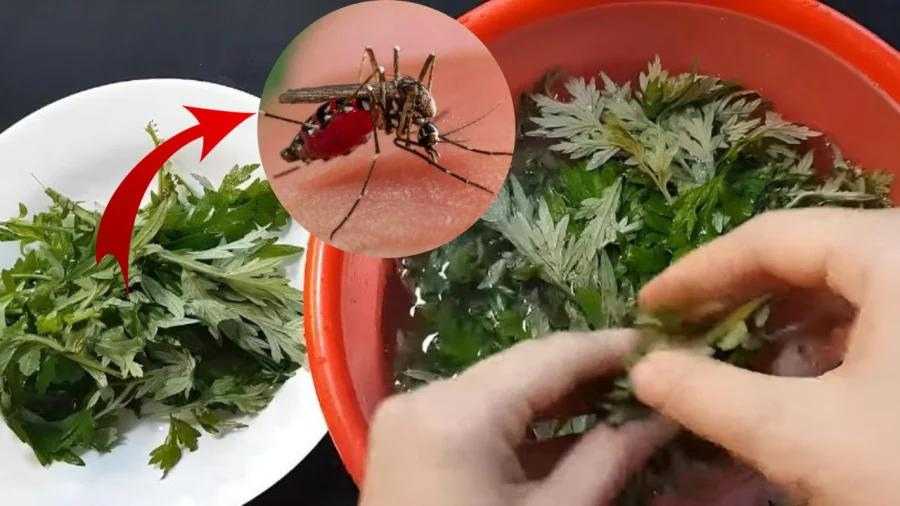 cách đuổi muỗi