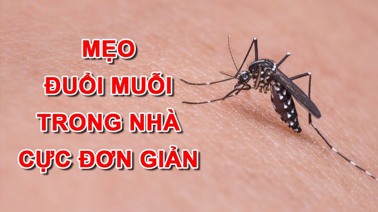 cách đuổi muỗi